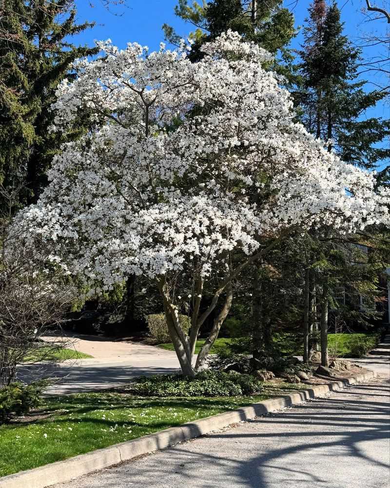 Star Magnolia Star Magnolia