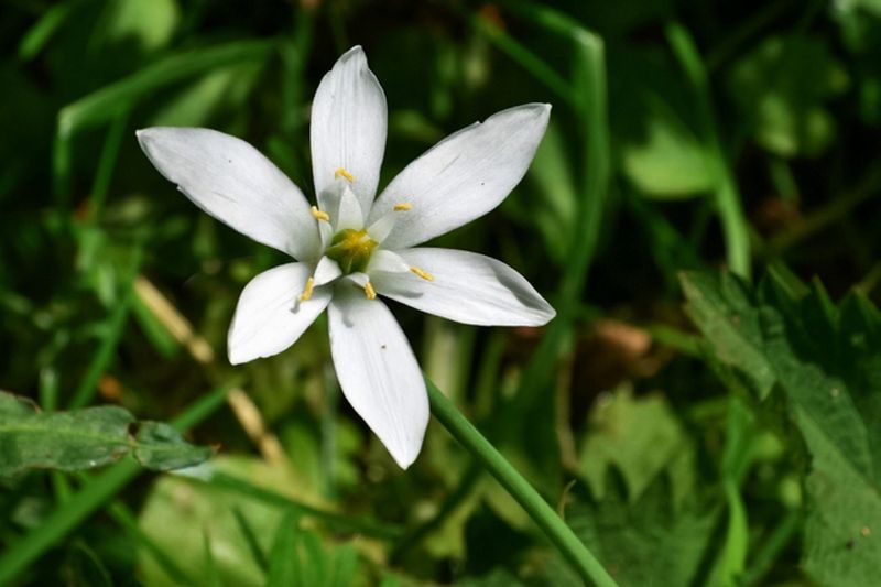 Star Of Bethlehem Is One Bulb To Think Twice About