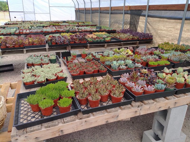 Star Succulent Nursery - Lodi, California Star Succulent Nursery - Lodi, California