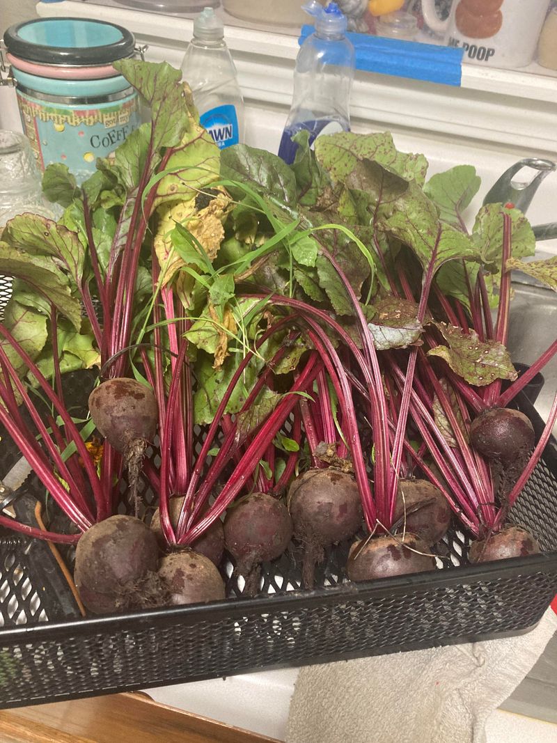 Start Beets For The Fall Garden