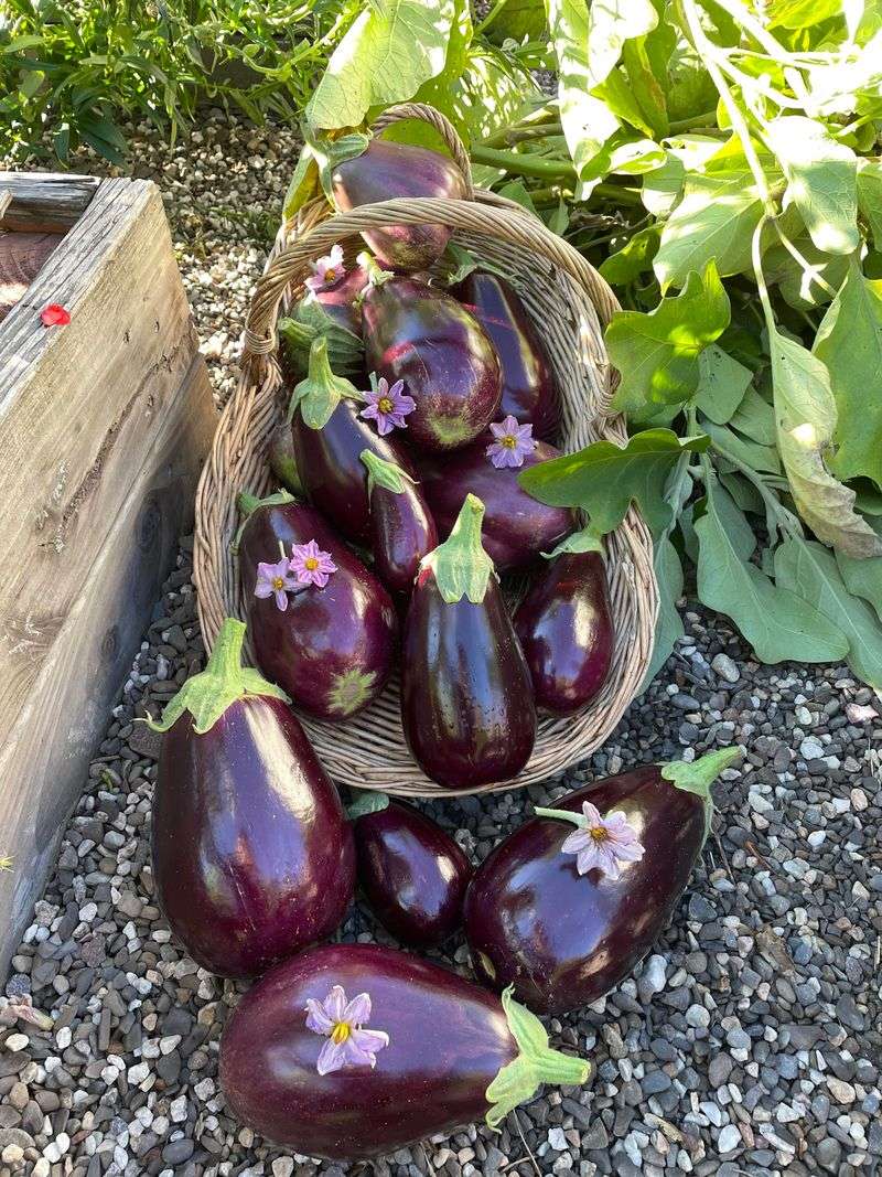 Start Black Beauty Eggplant