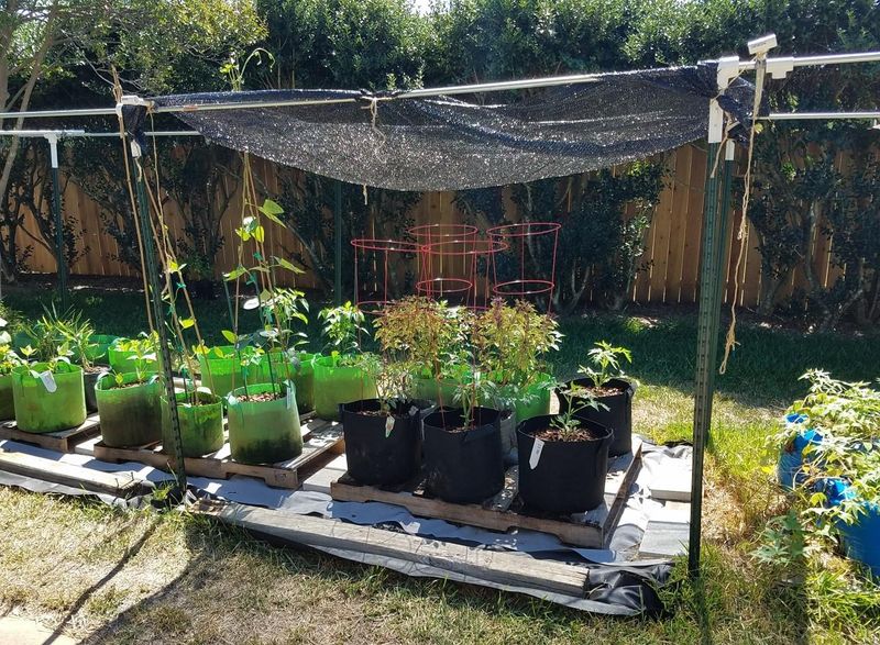 Start Brassicas Under Light Shade