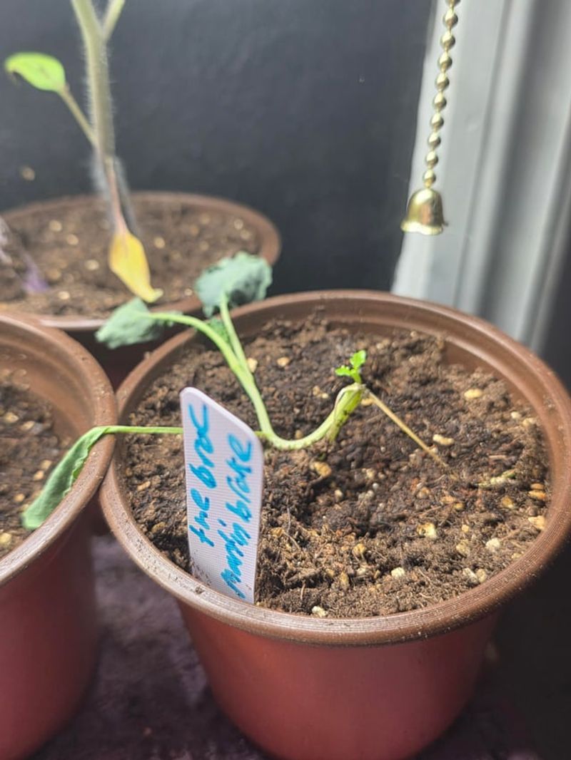 Start Broccoli Before Cooler Weather