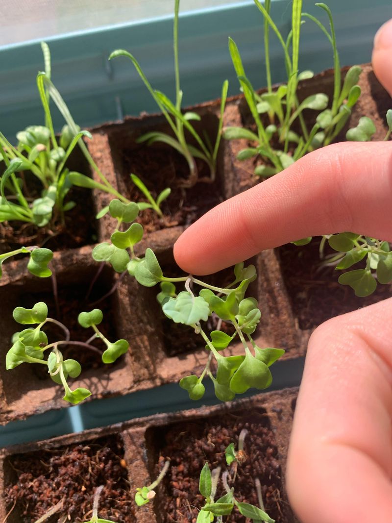 Start Broccoli For Fall Harvests Start Broccoli For Fall Harvests