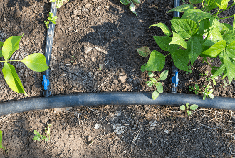 Start By Checking How Much Water Actually Reaches The Roots