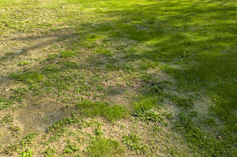 Start By Checking Which Areas Actually Need New Seed Start By Checking Which Areas Actually Need New Seed
