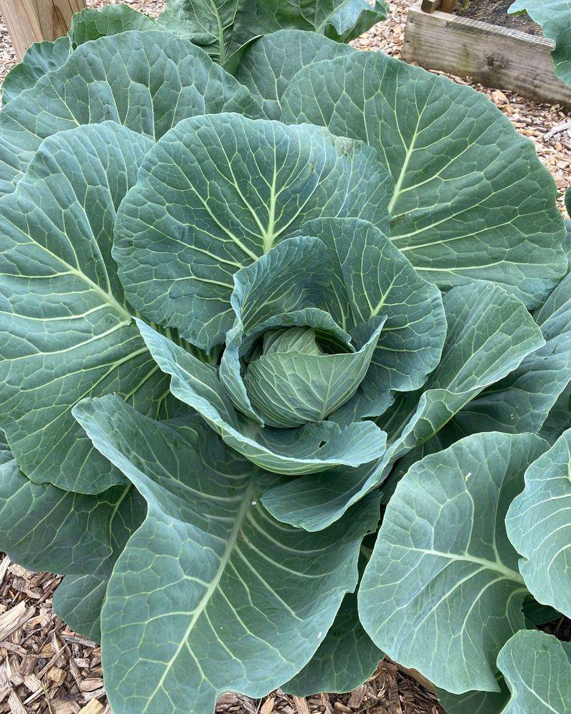 Start Cabbage For The Fall Bed Start Cabbage For The Fall Bed