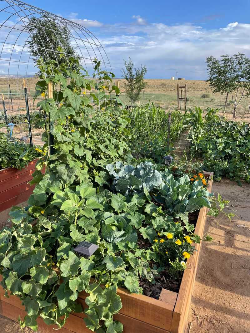 Start Cabbage Seeds For The Coming Cool Season