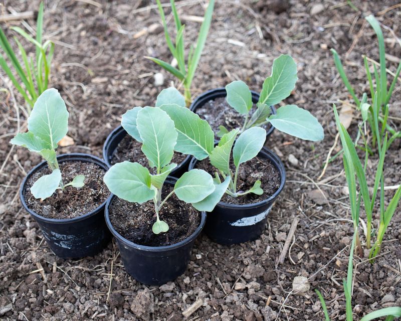 Start Cauliflower Before September Arrives Start Cauliflower Before September Arrives