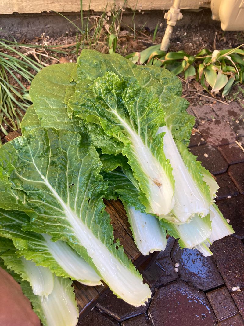 Start Chinese Cabbage For Cooler Weather Start Chinese Cabbage For Cooler Weather