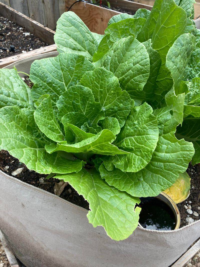 Start Chinese Cabbage For Fall