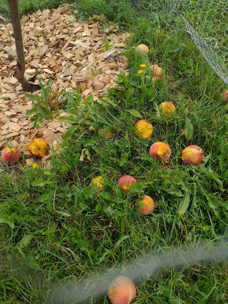 Start Cleaning Up Diseased Leaves And Fallen Fruit