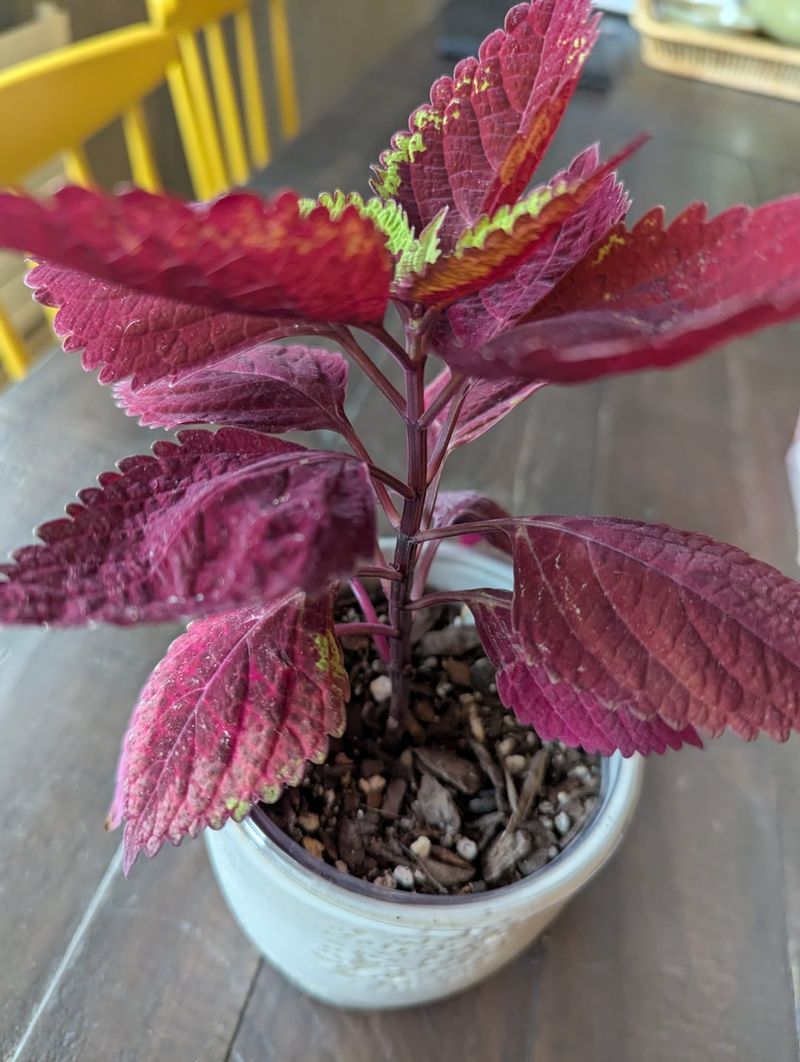 Start Coleus From Fresh Tips Start Coleus From Fresh Tips