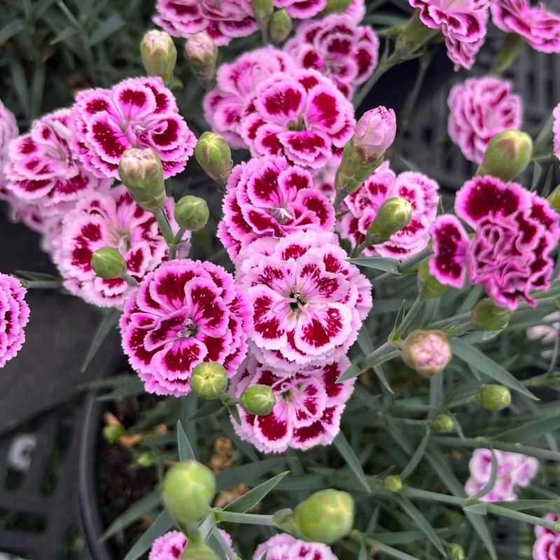 Start Dianthus Before Cool Nights Start Dianthus Before Cool Nights