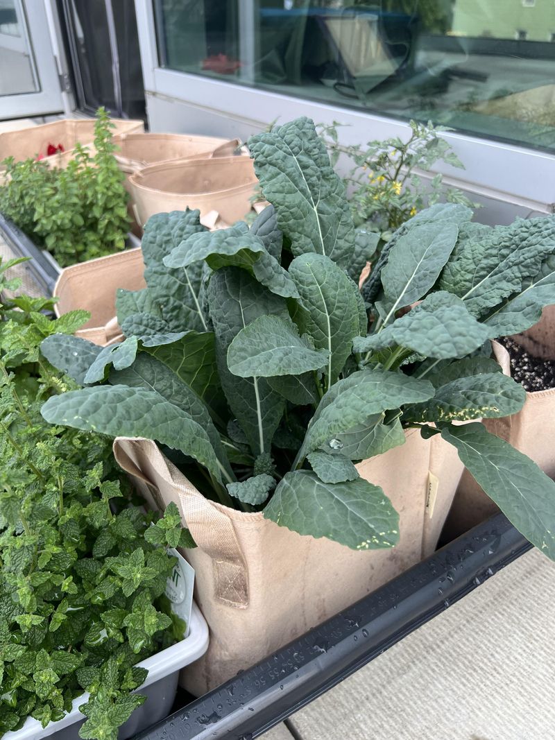 Start Kale For A Long Harvest Start Kale For A Long Harvest
