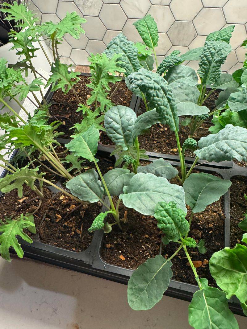 Start Kale For Cooler Fall Weather Start Kale For Cooler Fall Weather