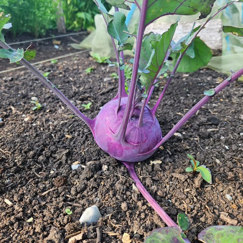Start Kohlrabi Before It Gets Late Start Kohlrabi Before It Gets Late