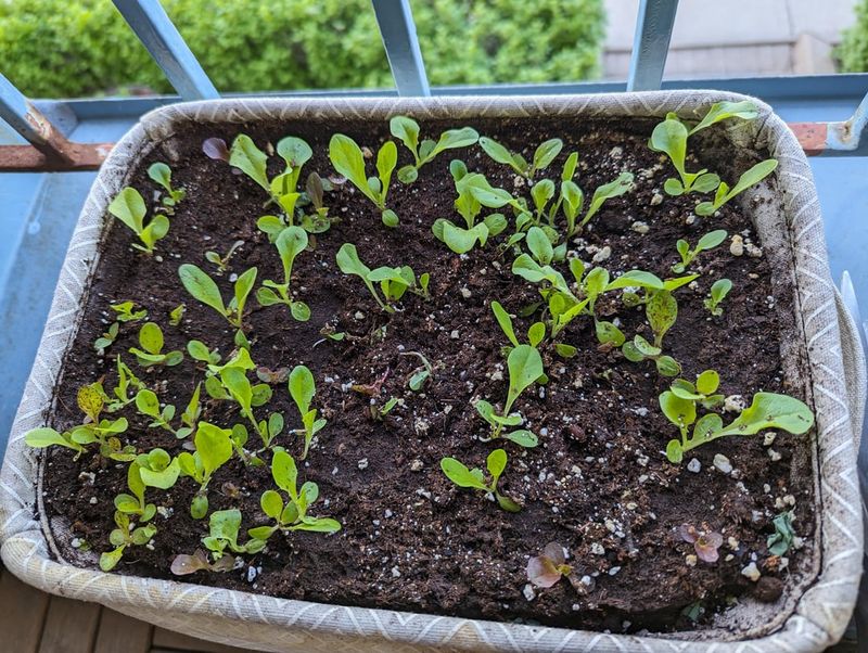 Start Lettuce As Summer Heat Eases