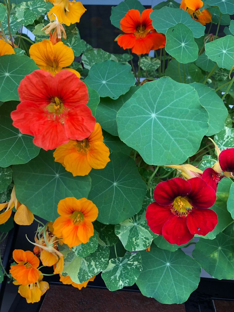 Start Nasturtiums For Mild Fall Weather Start Nasturtiums For Mild Fall Weather