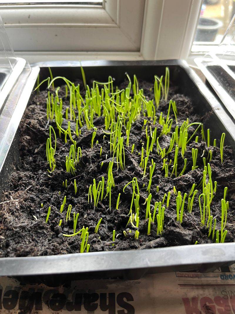 Start Onions For The Coming Season Start Onions For The Coming Season