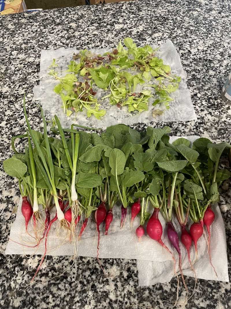 Start Radishes After The Hottest Stretch Start Radishes After The Hottest Stretch