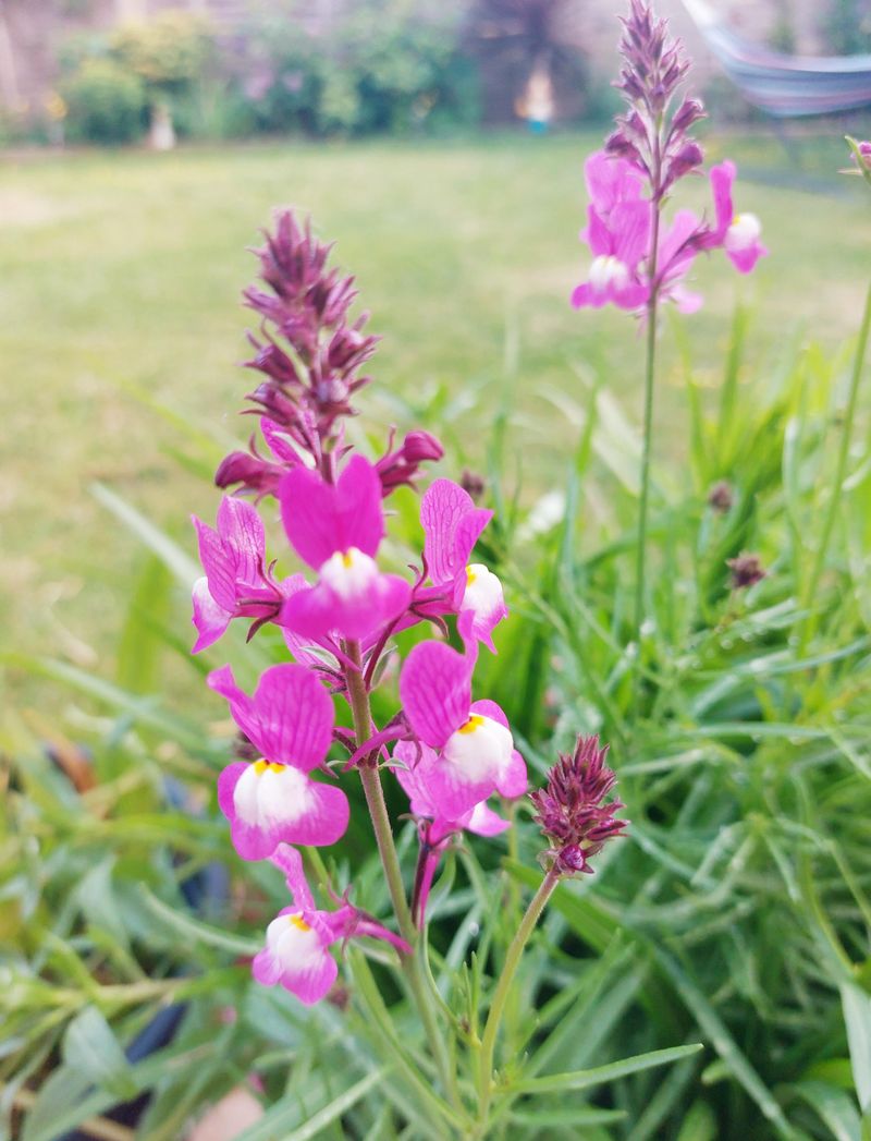 Start Snapdragons Before Summer Fully Lets Go Start Snapdragons Before Summer Fully Lets Go
