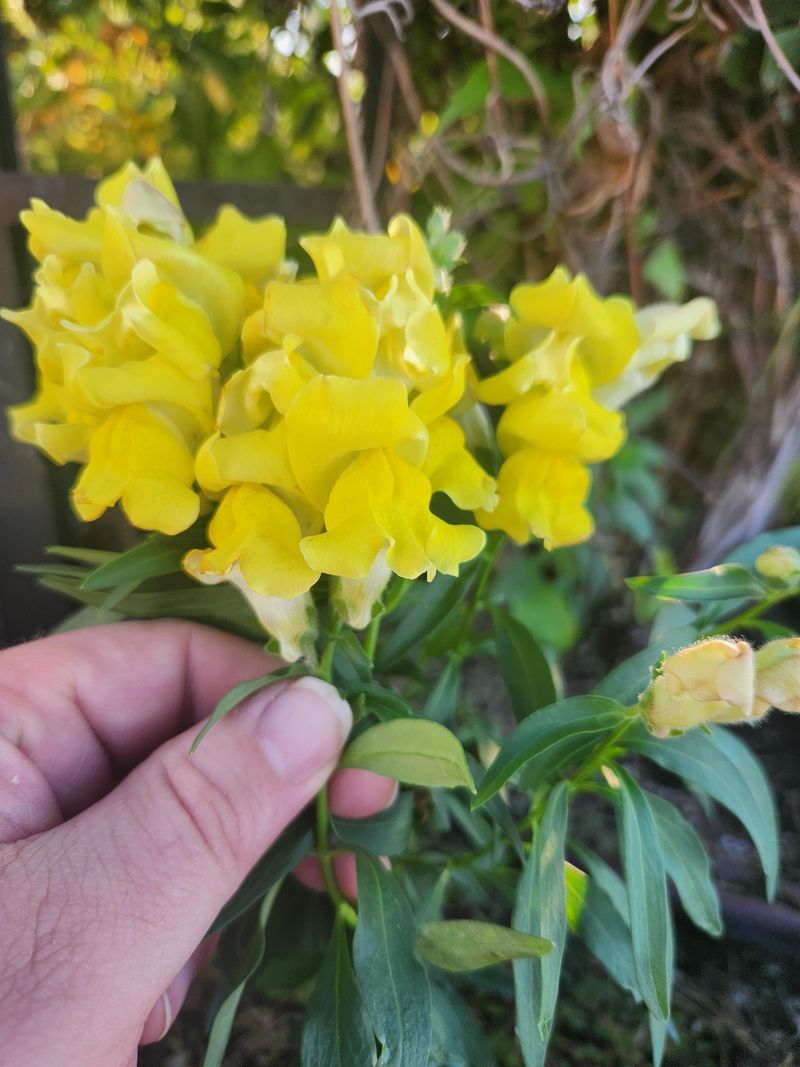 Start Snapdragons For Cooler Weather Start Snapdragons For Cooler Weather