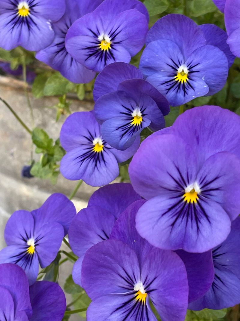 Start Violas For Cooler Beds Start Violas For Cooler Beds