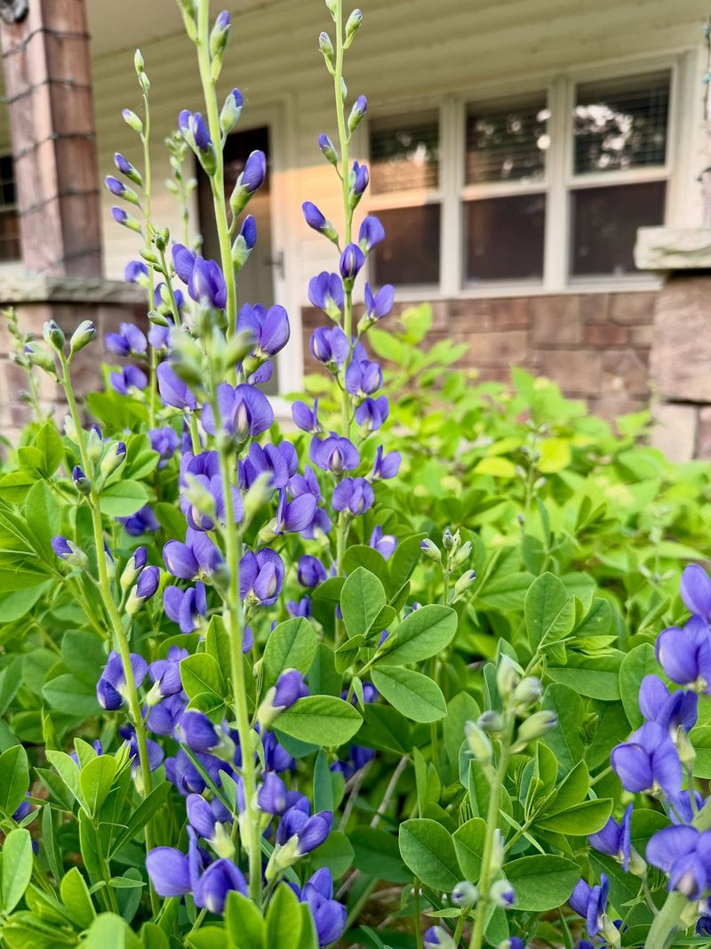 Start Wild Blue Indigo In A Deep Pot Start Wild Blue Indigo In A Deep Pot