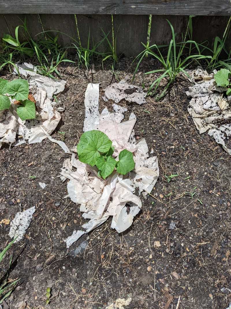 Start With A Wet Newspaper Sponge Layer Start With A Wet Newspaper Sponge Layer