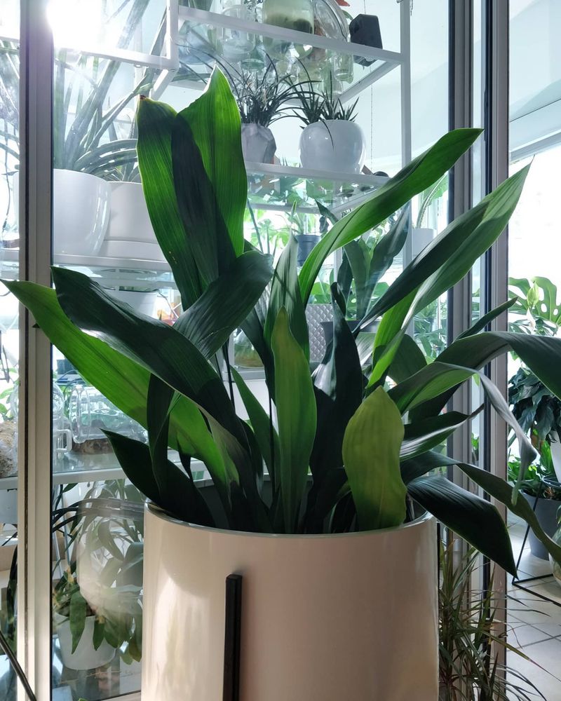 Start With Cast Iron Plant For Deep Shade Start With Cast Iron Plant For Deep Shade