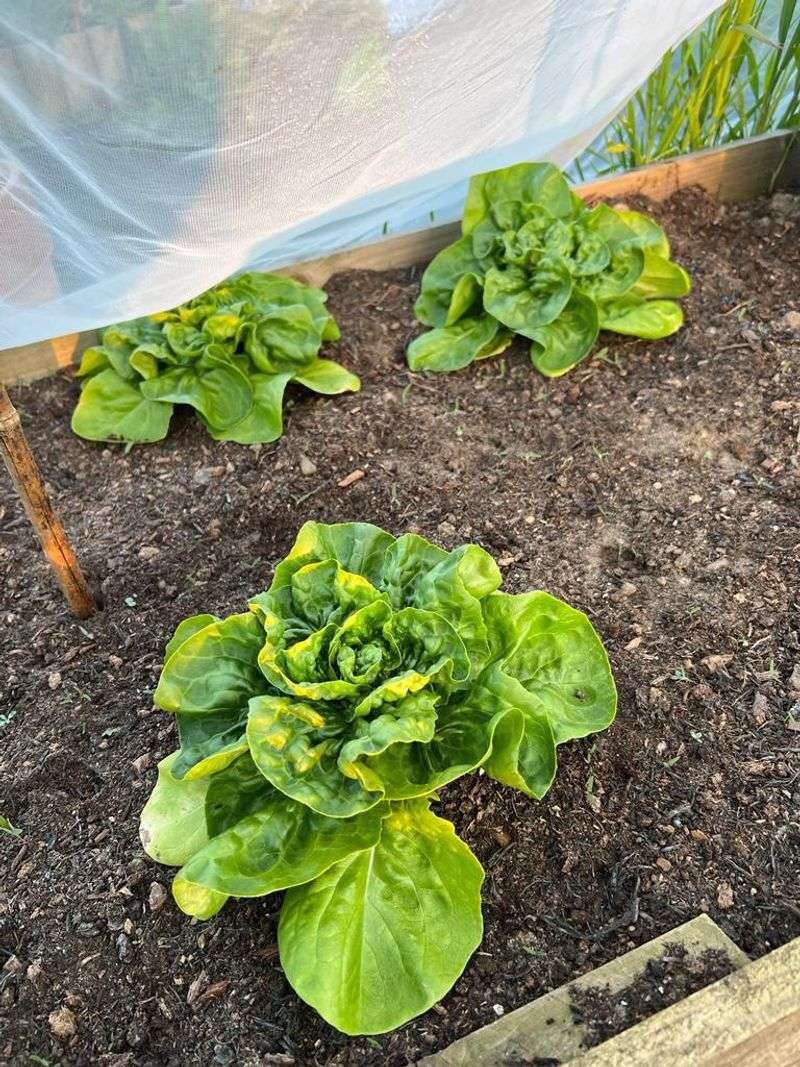 Start With Fast Greens