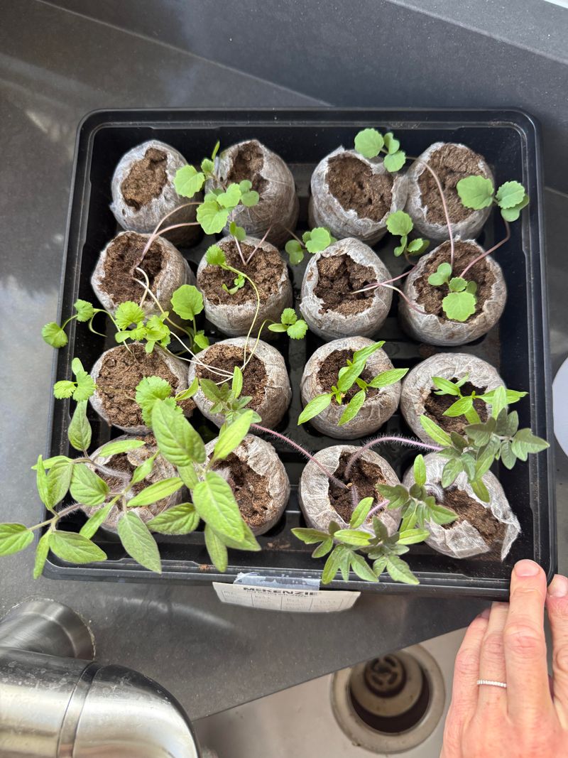 Start With Fresh Broccoli Seeds For Better Results Start With Fresh Broccoli Seeds For Better Results