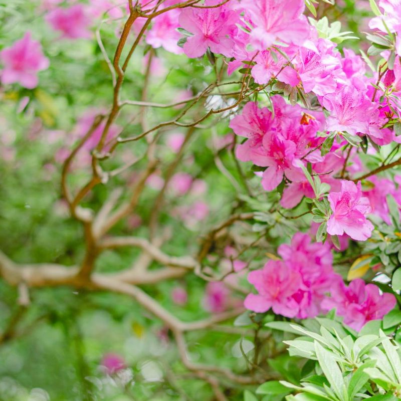 Start With Healthy Shoots From This Season Start With Healthy Shoots From This Season
