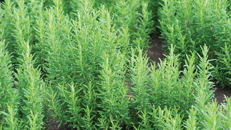 Start With Rosemary Near Tender New Growth Start With Rosemary Near Tender New Growth
