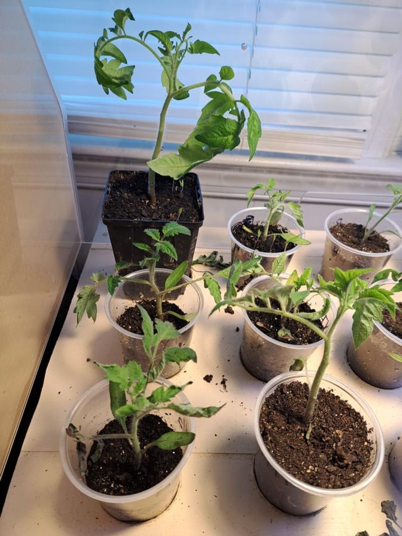 Start With Strong Healthy Transplants