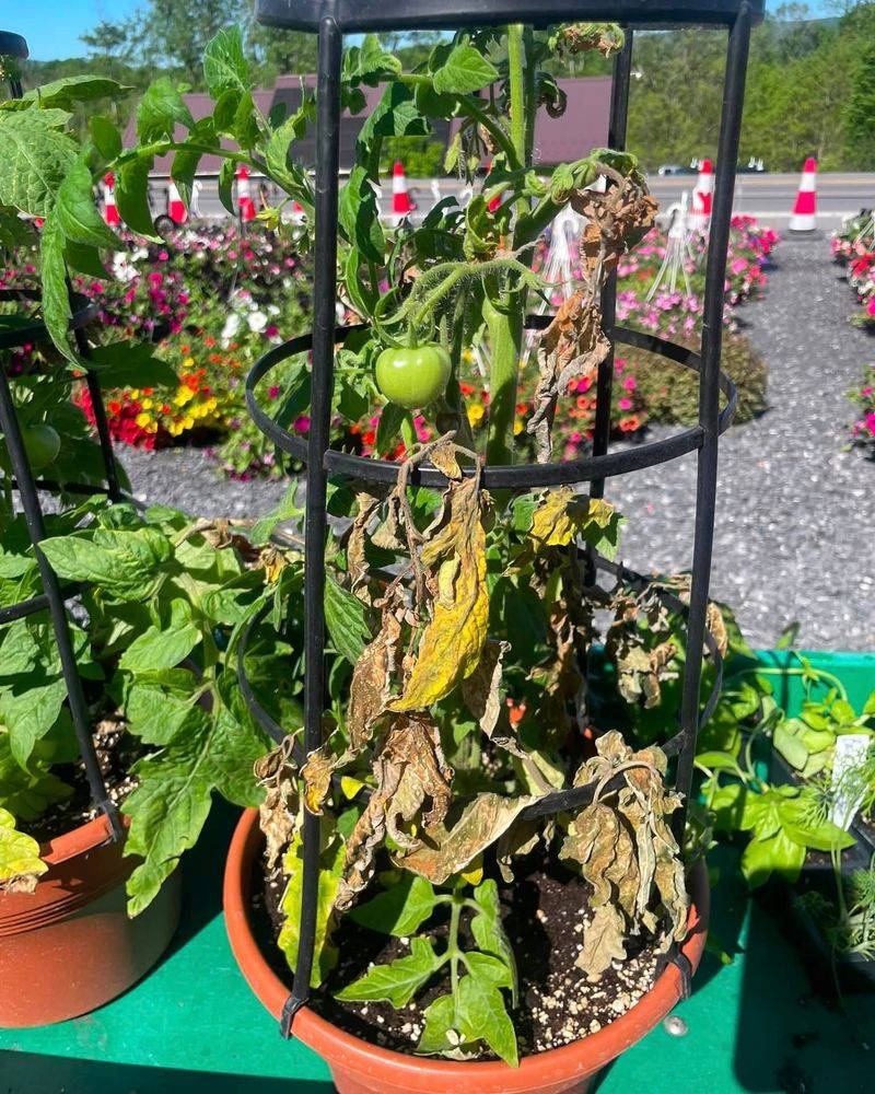 Start With The Lower Leaves Start With The Lower Leaves