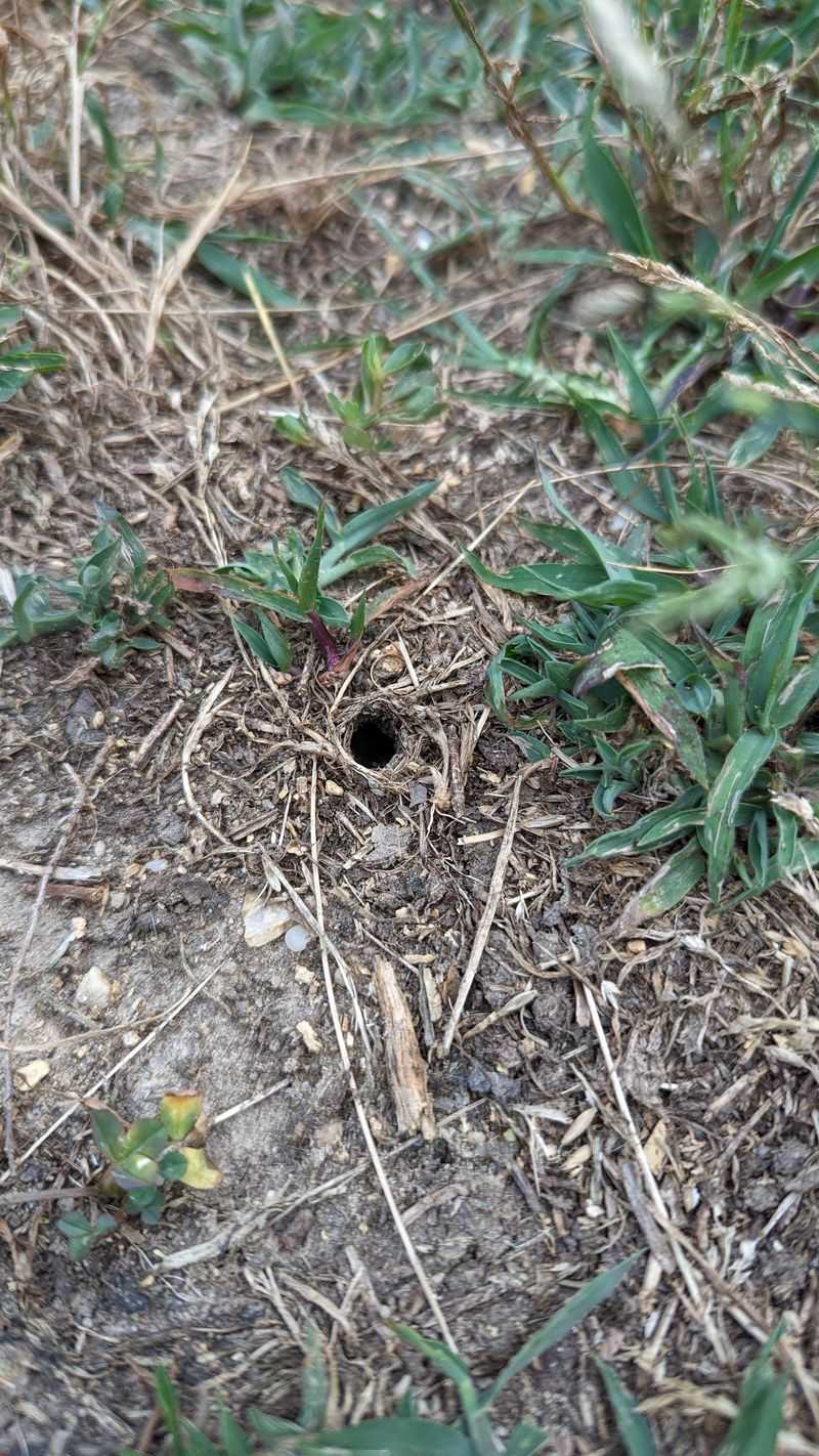 Start With The Size Before Blaming A Pest