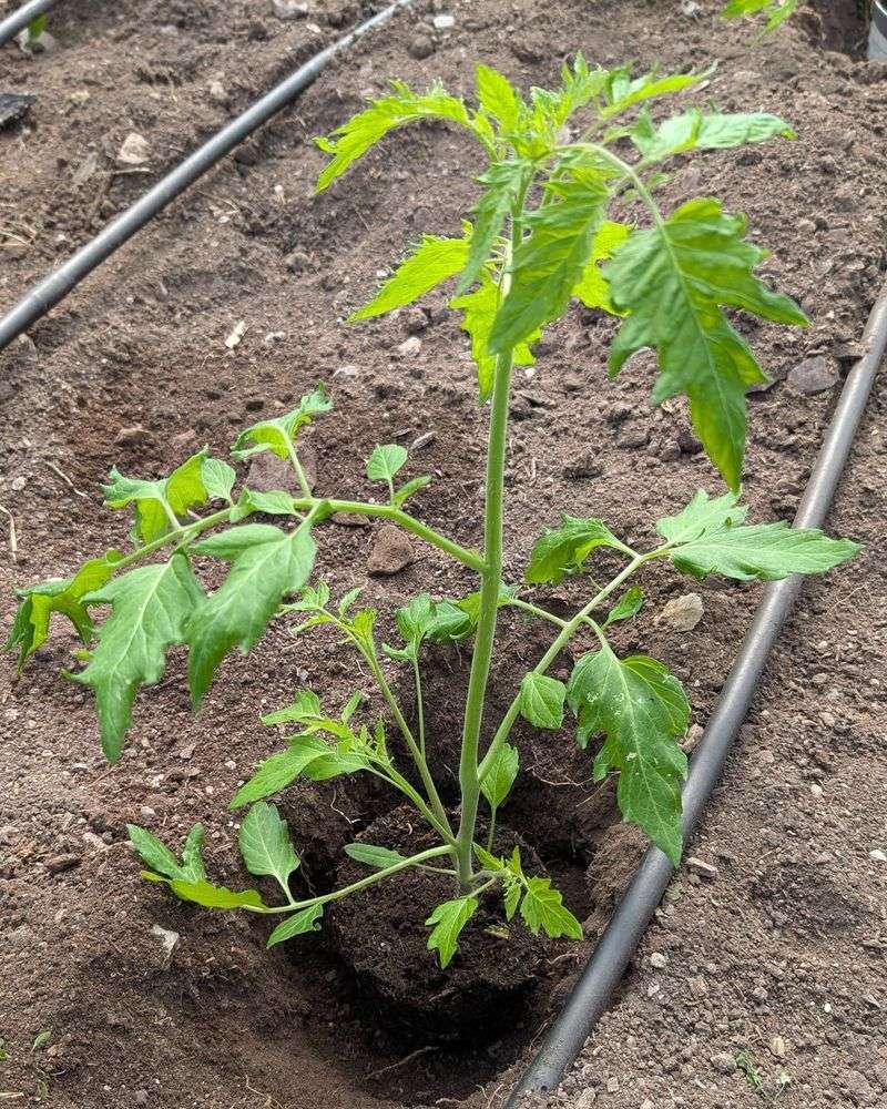 Start With Transplants Instead Of Seeds