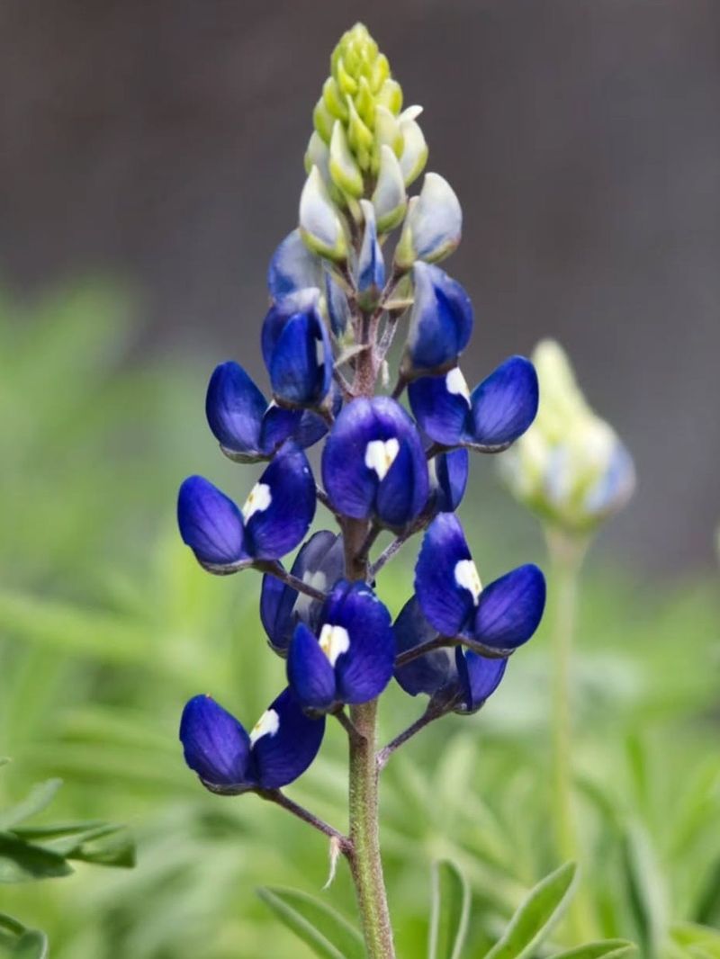 Starting Now Can Produce A Fuller Spring Display Starting Now Can Produce A Fuller Spring Display