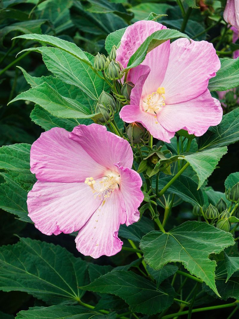 Steady Moisture Helps Hibiscus Keep Blooming Steady Moisture Helps Hibiscus Keep Blooming