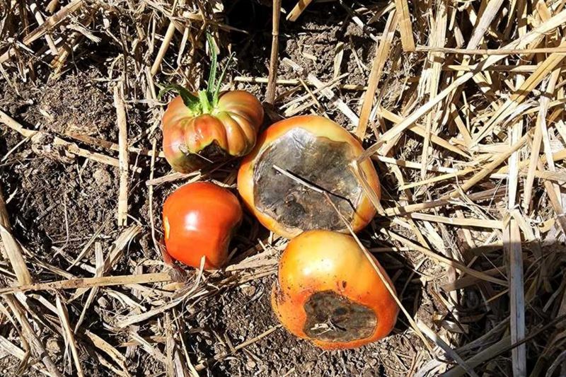 Steady Moisture Protects Later Fruit