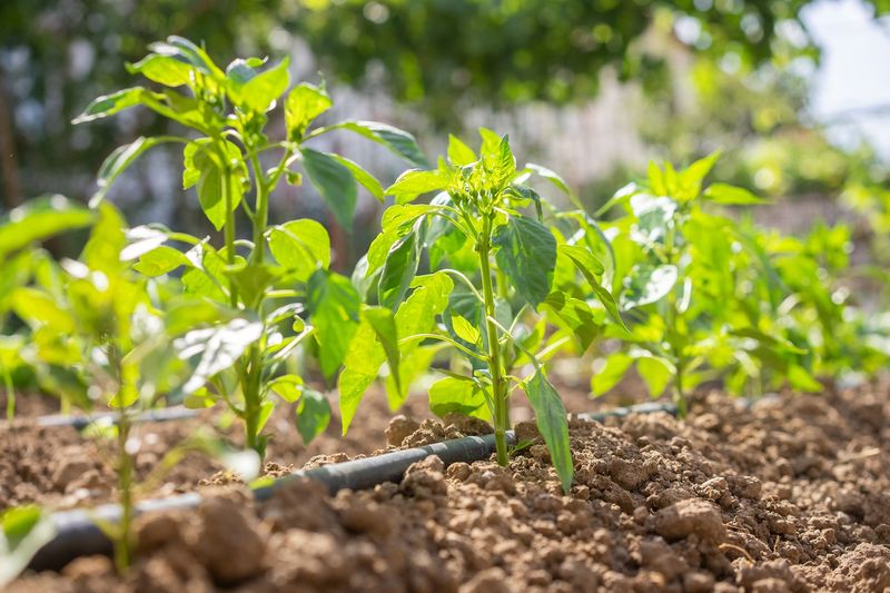 Steady Watering Prevents Summer Setbacks