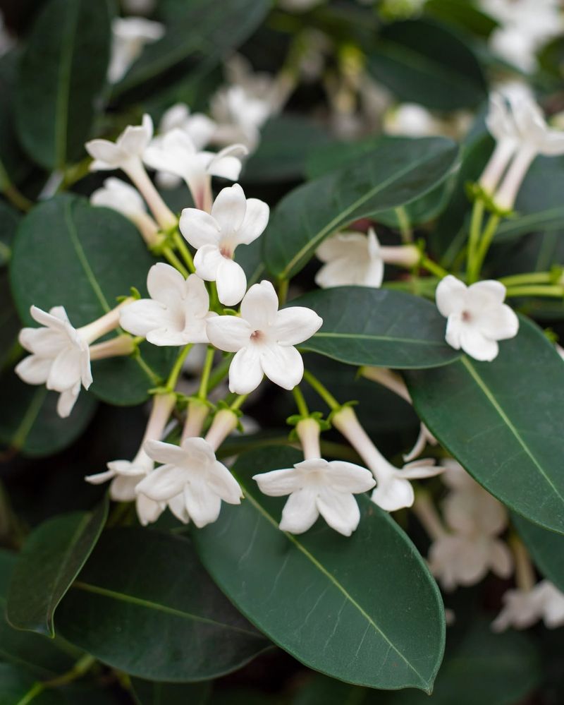Stephanotis