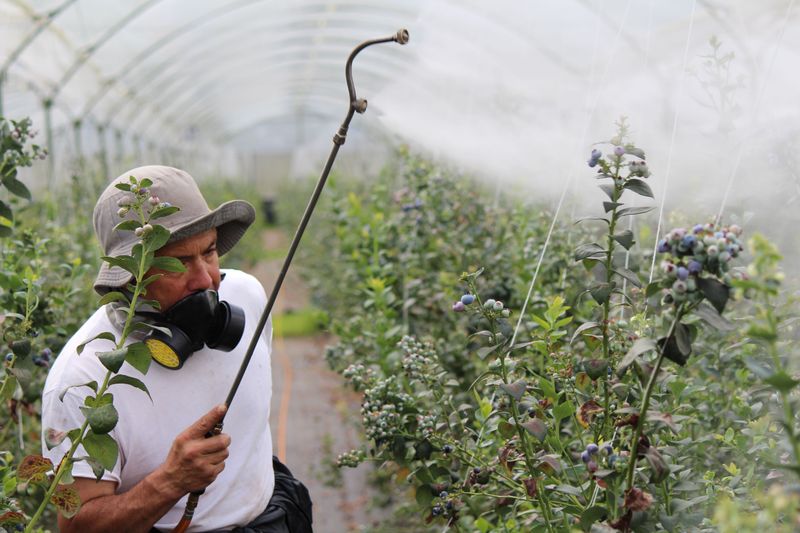 Steps Orchardists Are Taking To Control The Spread