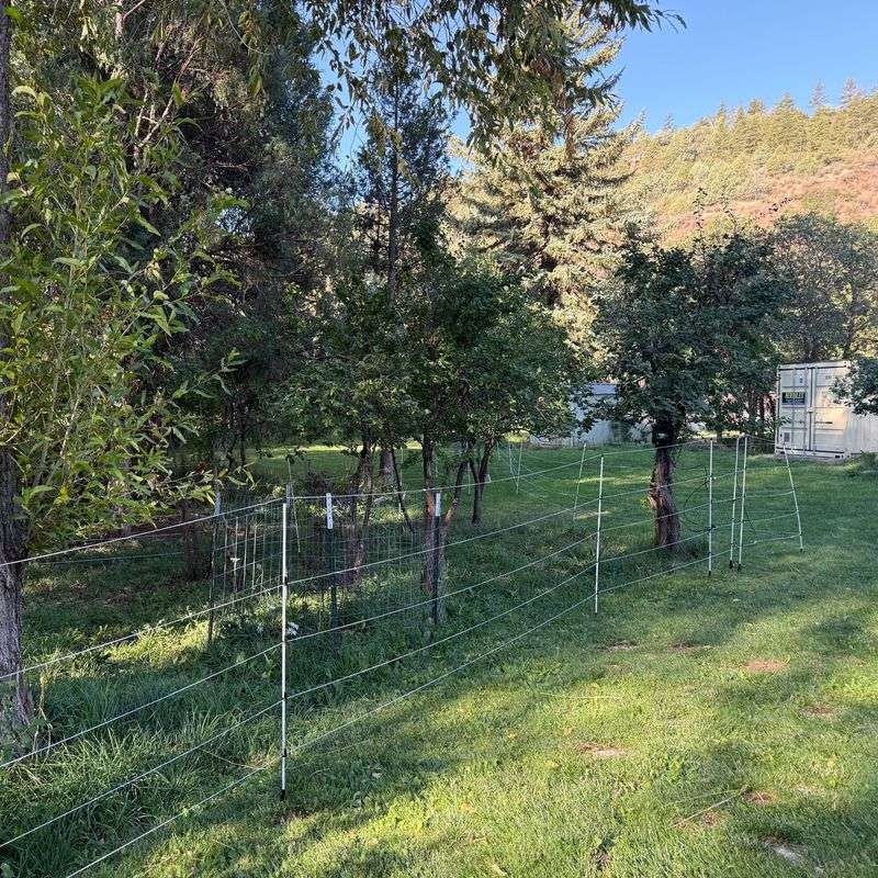 Steps To Bear-Proof Fruit Trees And Gardens