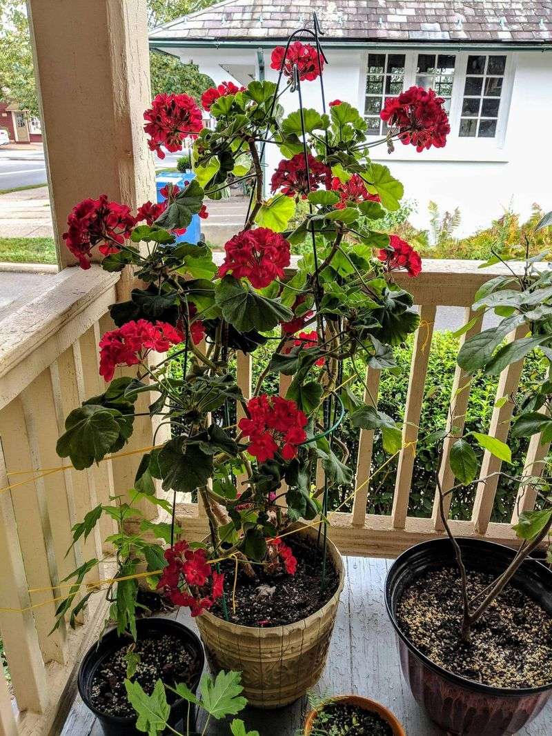 Steps To Bring Your Geraniums Back To Green