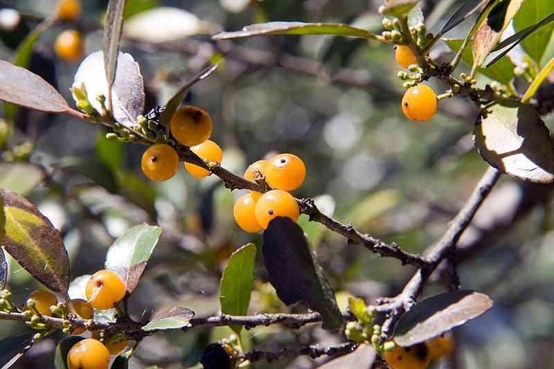 Steps To Harvest And Prepare Yaupon Tea