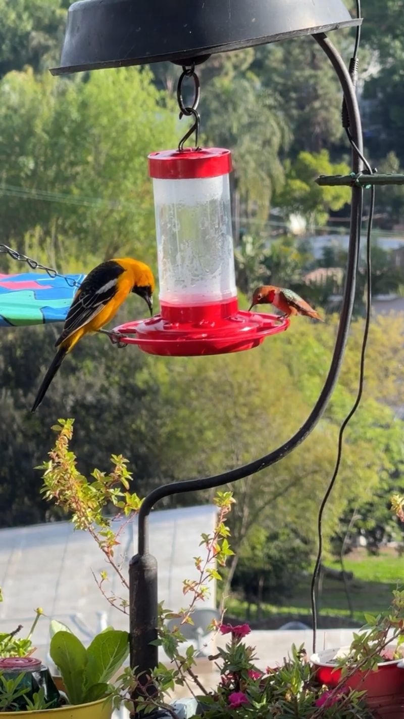 Steps To Keep The Peace Among Competing Birds