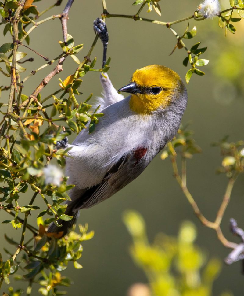 Steps To Manage Or Encourage Bird Activity